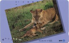Löwin mit Jungem